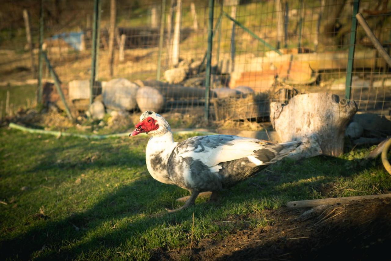 Agriturismo Terra E Cielo Serra Rocco エクステリア 写真