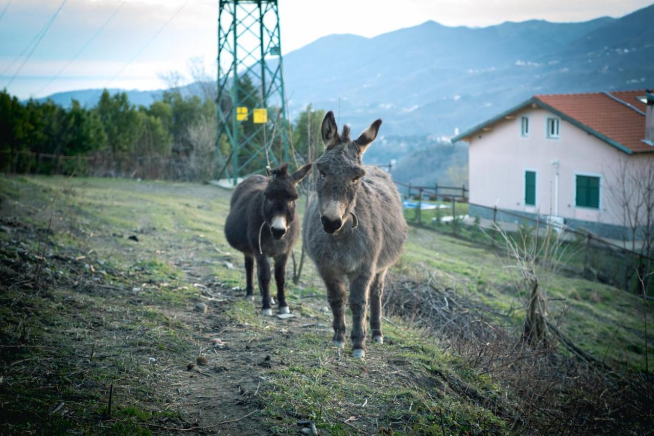 Agriturismo Terra E Cielo Serra Rocco エクステリア 写真